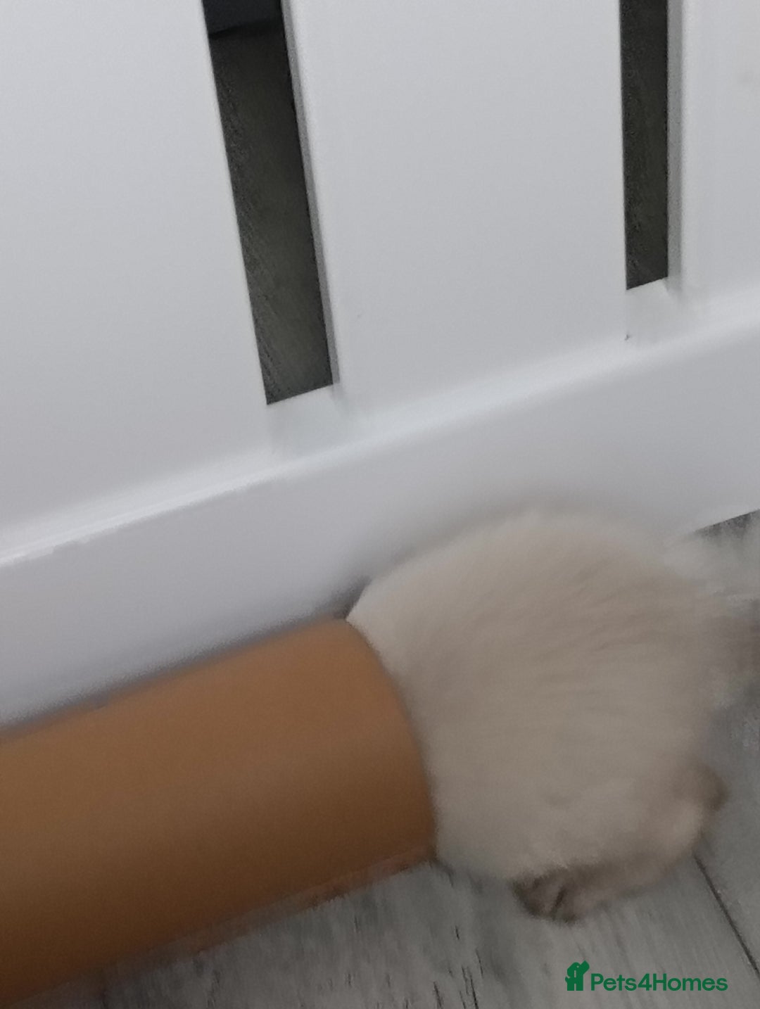 Ragdoll cats for sale: GCCF registered pedigree ragdoll kittens  - Advert 12