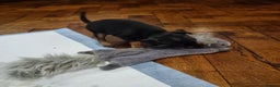 Miniature Pinscher dogs for sale: Miniature pinscher pups - Advert 28