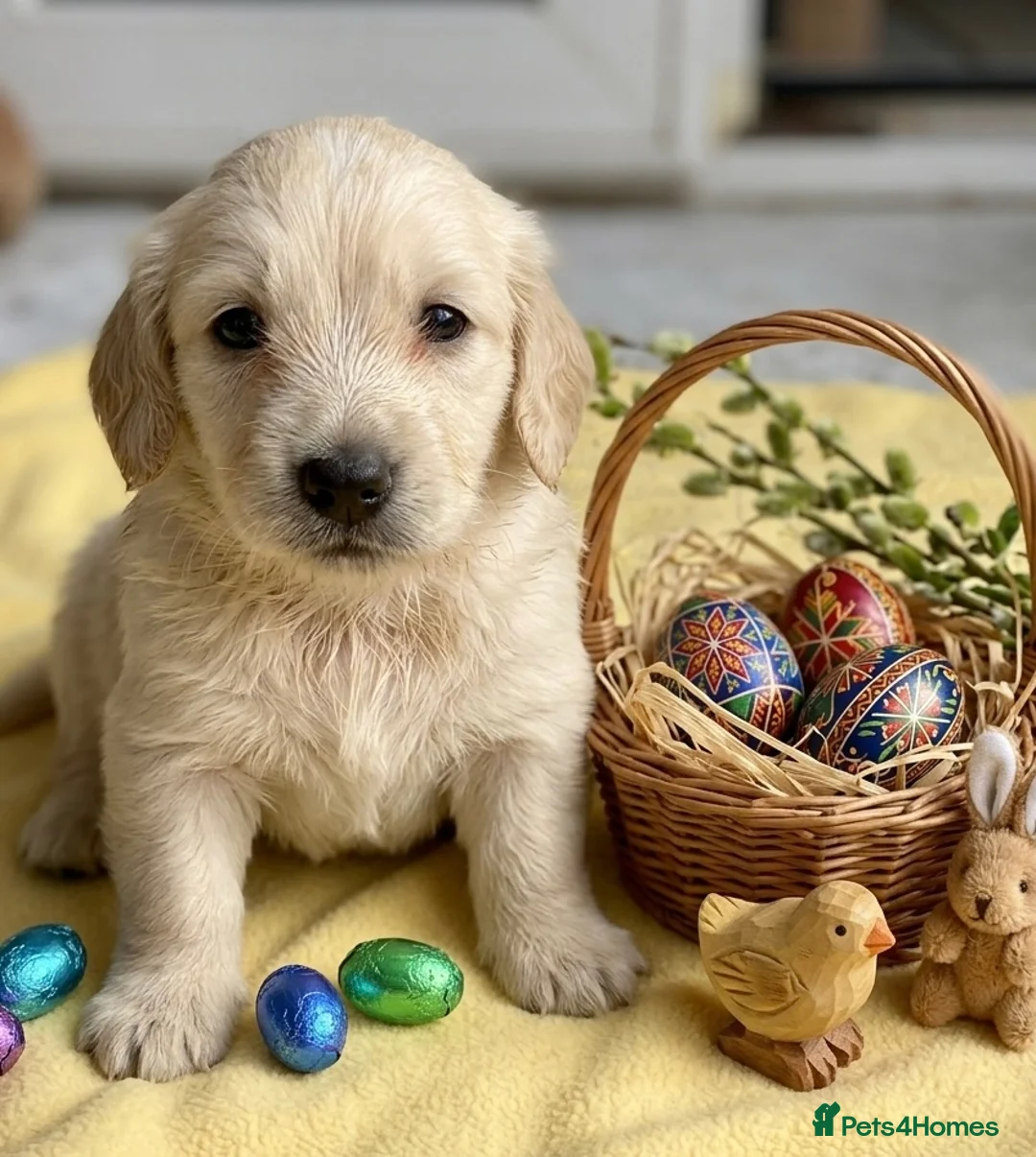 Dachshund dogs for sale: Kc Stunning Miniature Dachshunds  - Advert 21