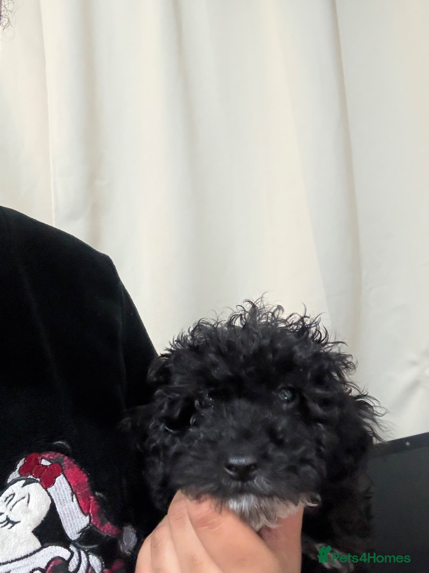 Cockapoo dogs Puppy for Sale - Advert 4