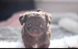 Chihuahua dogs for sale: 💙🐾🐶KC registered long coat boy (reserved)🐾 💙  - Image 3