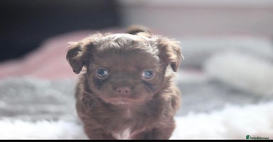 Chihuahua dogs - Advert 15