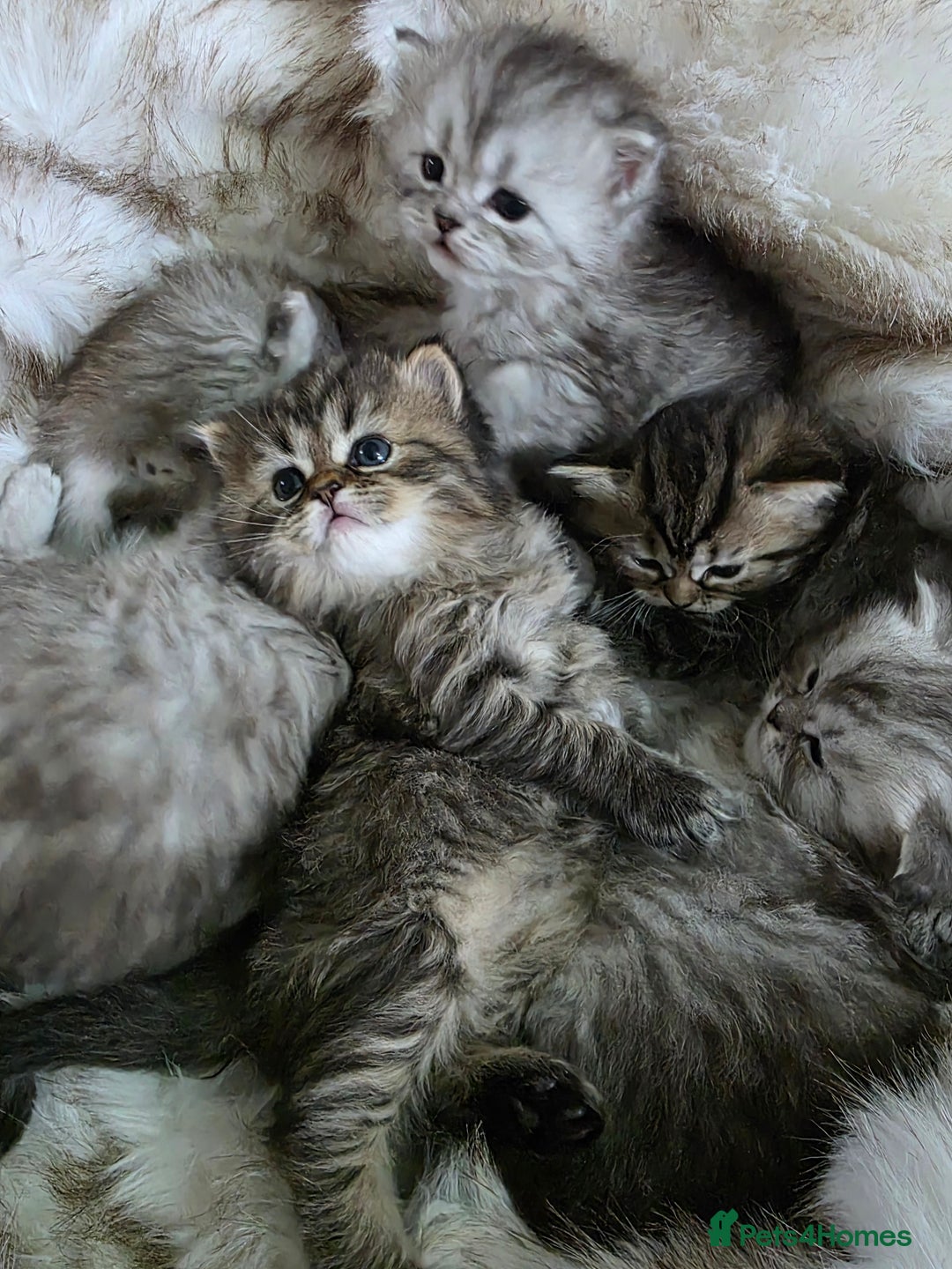 Persian cats for sale: Persian kittens  - Advert 13