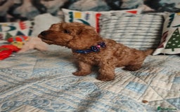 Cockapoo dogs for sale: Cockapoo - Image 3