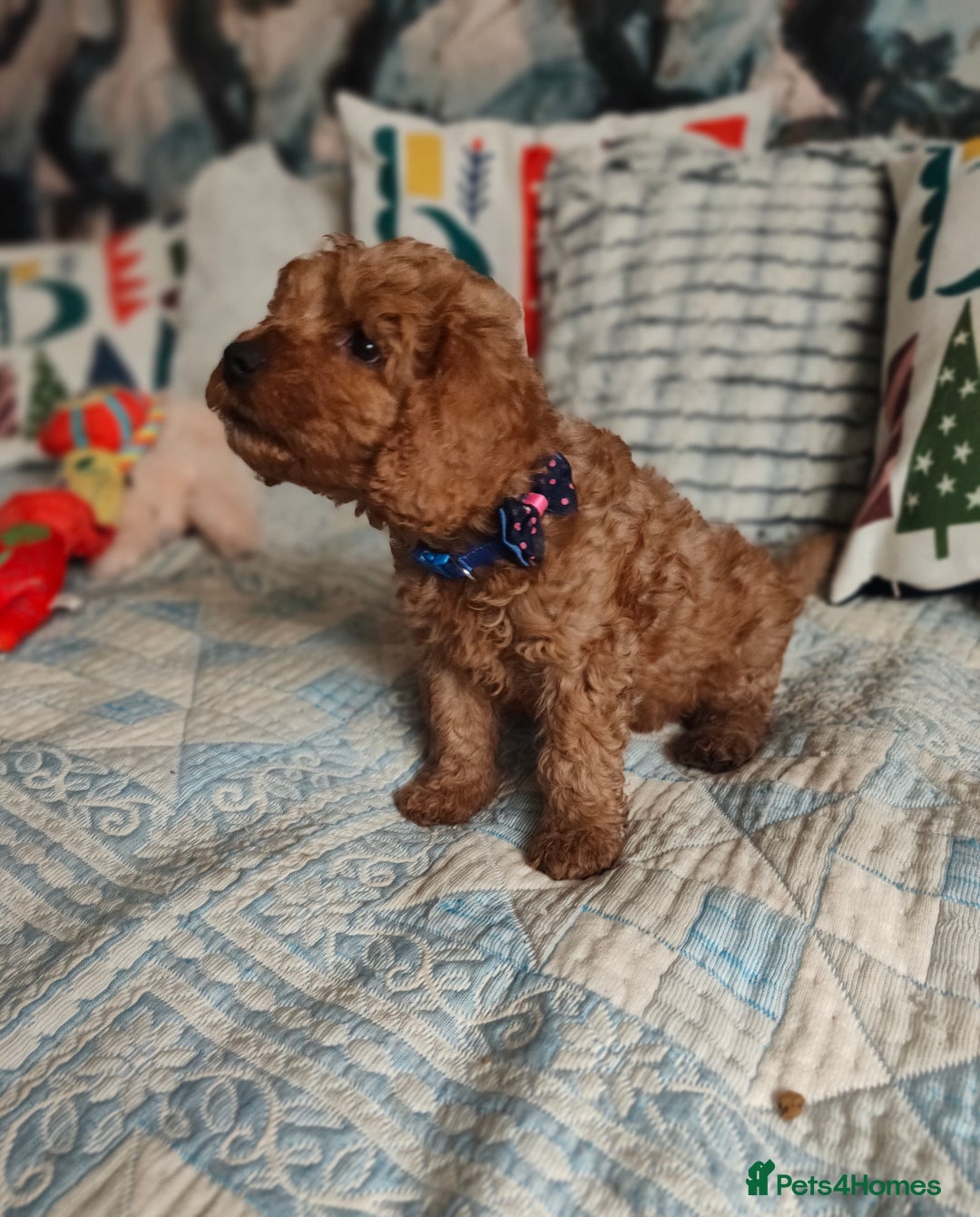 Cockapoo dogs for sale: Cockapoo - Image 3