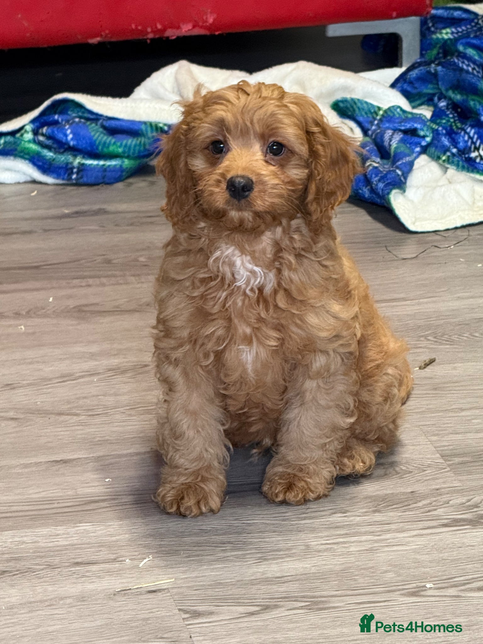 Cavapoo dogs Deep fox red cavapoos reared with passion and lovr - Advert 14
