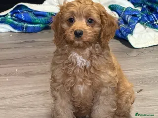 Cavapoo dogs Deep fox red cavapoos reared with passion and lovr - Advert 14