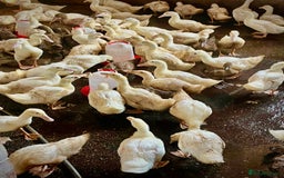 Ducks poultry for sale: Female Ducklings For Sale - Image 2