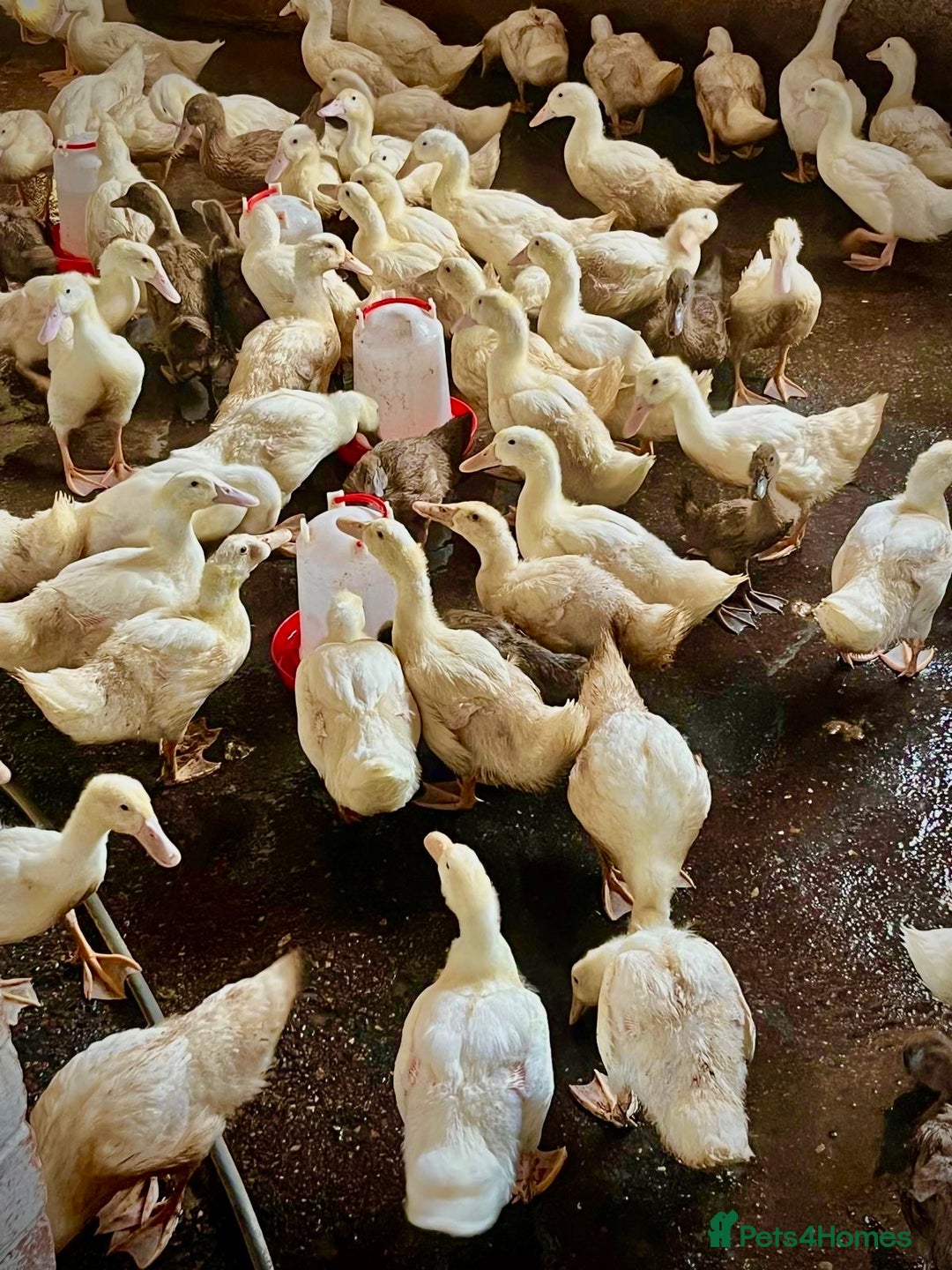 Ducks poultry for sale: Female Ducklings For Sale - Image 2