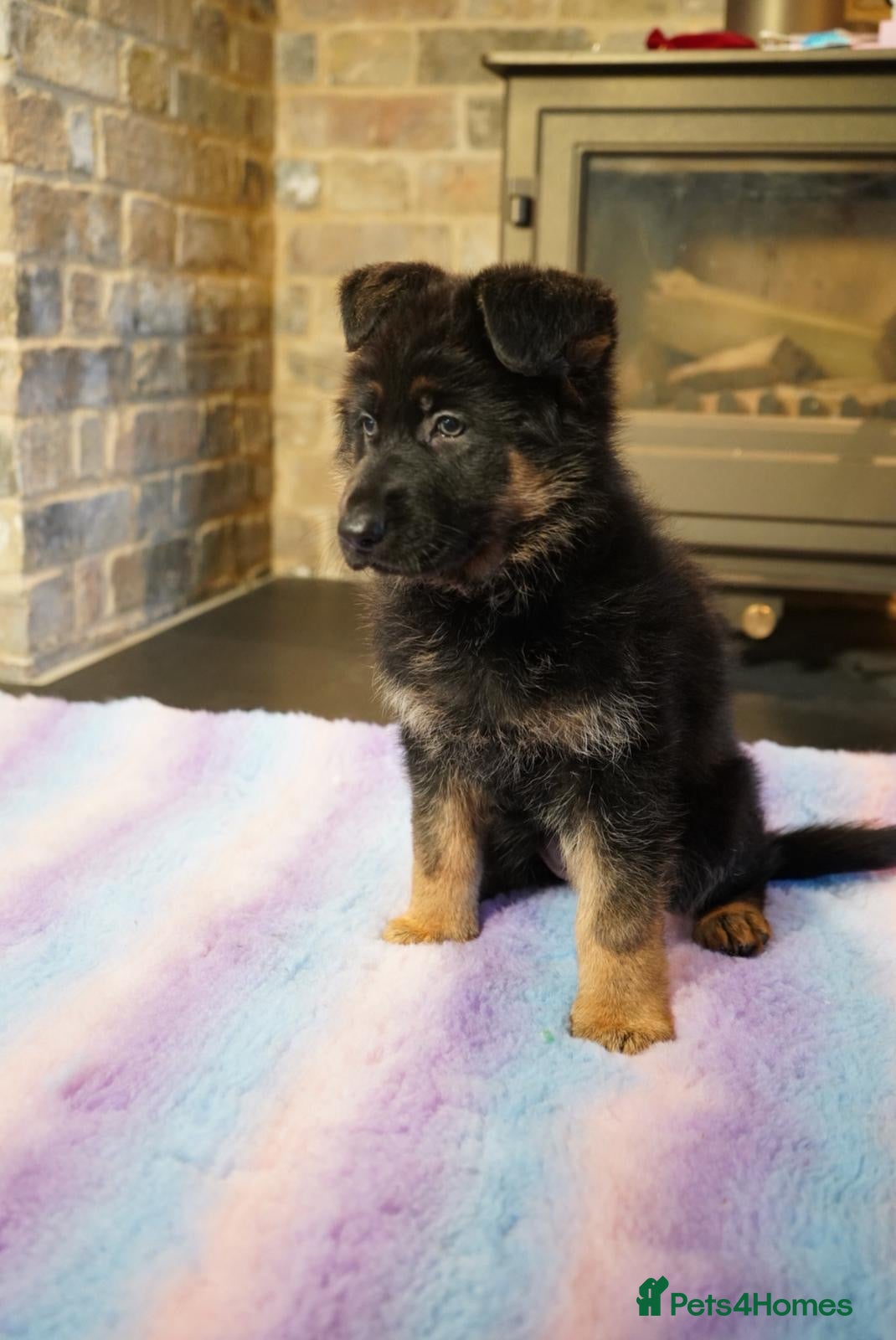 German Shepherd dogs KC Registered German Shepard Babies 🐾🐾🐾 - Advert 17