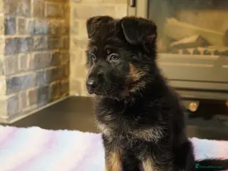 German Shepherd dogs KC Registered German Shepard Babies 🐾🐾🐾 - Advert 18