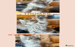 Maine Coon cats for sale: Ready NOW! TICA splendid Maine Coon - Image 30