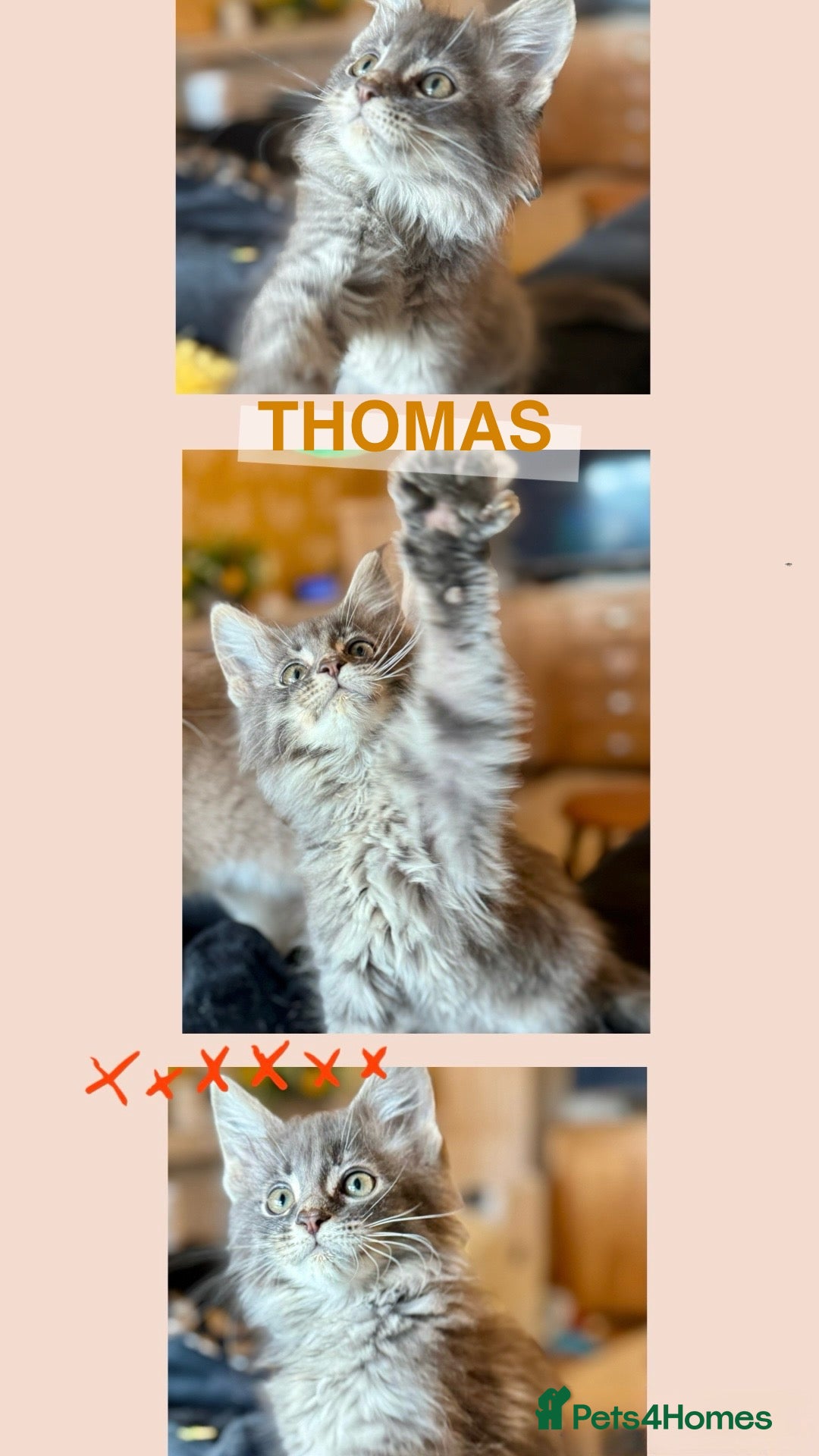 Maine Coon cats for sale: Ready NOW! TICA splendid Maine Coon - Image 30