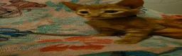 Mixed Breed cats for sale: 7 beautiful kittens - Advert 25