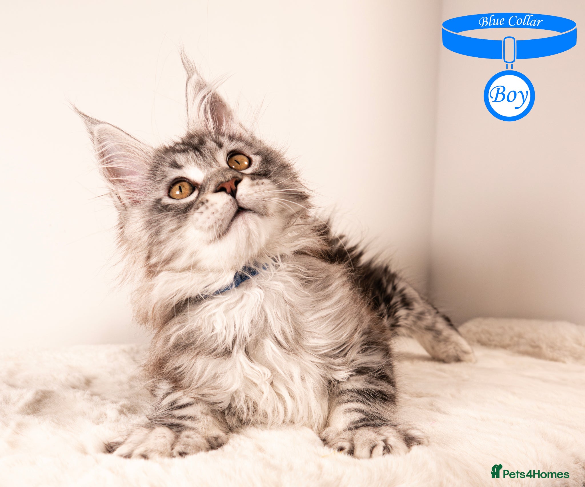 Maine Coon cats XL Stunning Maine Coon / TICA /Ready - Advert 8