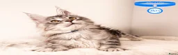 Maine Coon cats for sale: XL Stunning Maine Coon / TICA /Ready - Advert 39