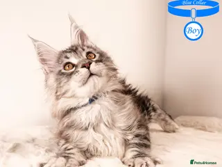 Maine Coon cats XL Stunning Maine Coon / TICA /Ready - Advert 8