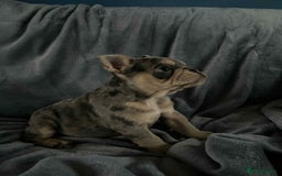 Mixed Breed dogs for sale: Beautiful spotty babies - Image 15