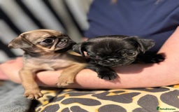 Pug dogs for sale: Beautiful pug puppies - Advert 2