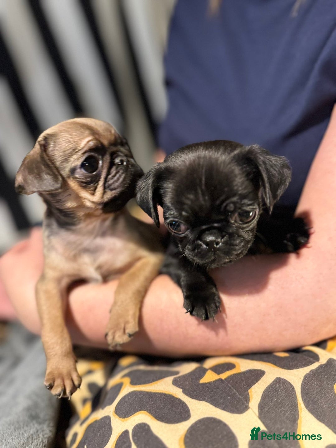 Pug dogs for sale: Beautiful pug puppies - Advert 2