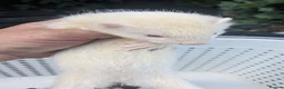 Ferret rodents for sale: Half micro and std ferrets  - Advert 5