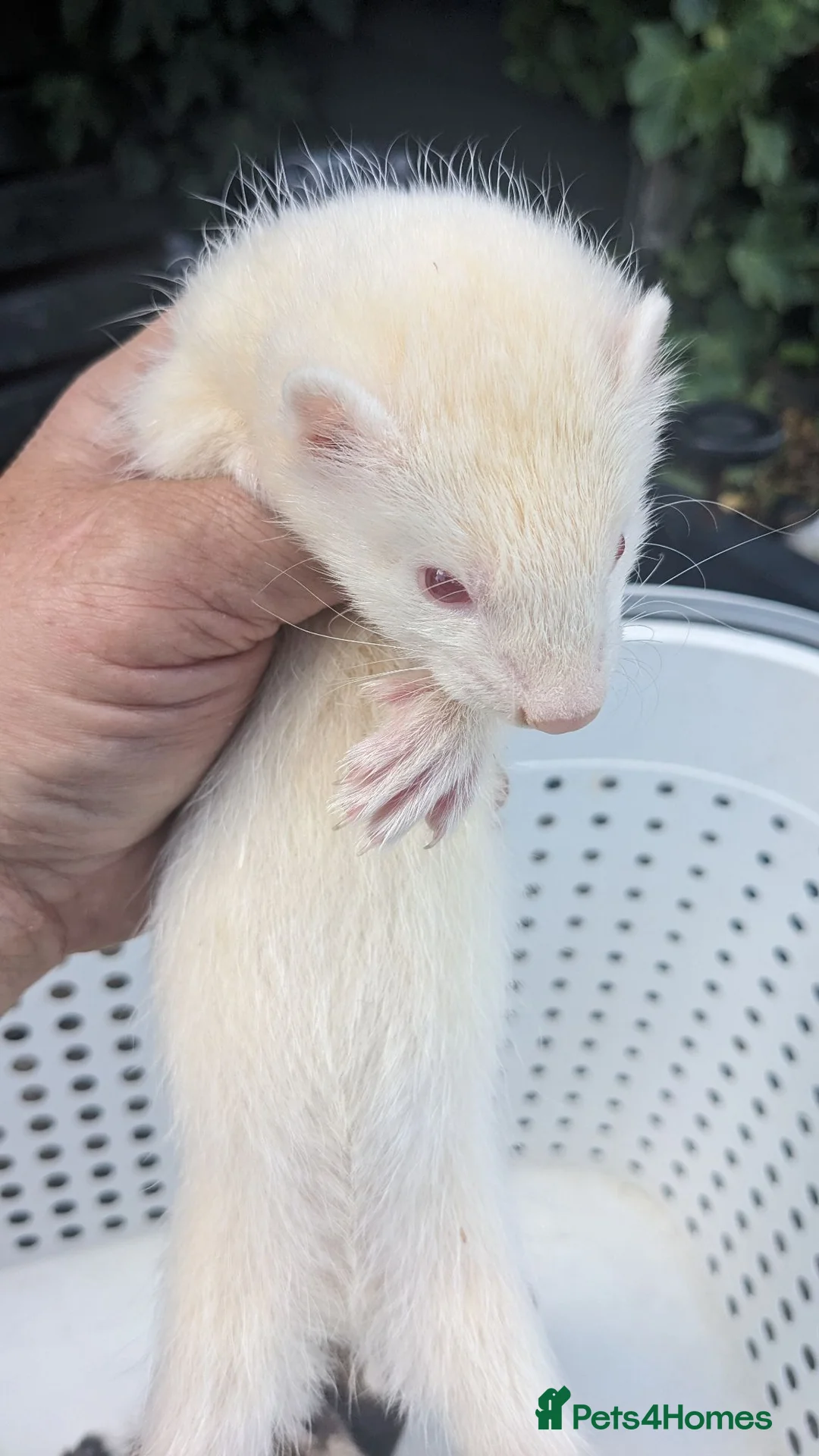 Ferret rodents for sale: Half micro and std ferrets  - Advert 5