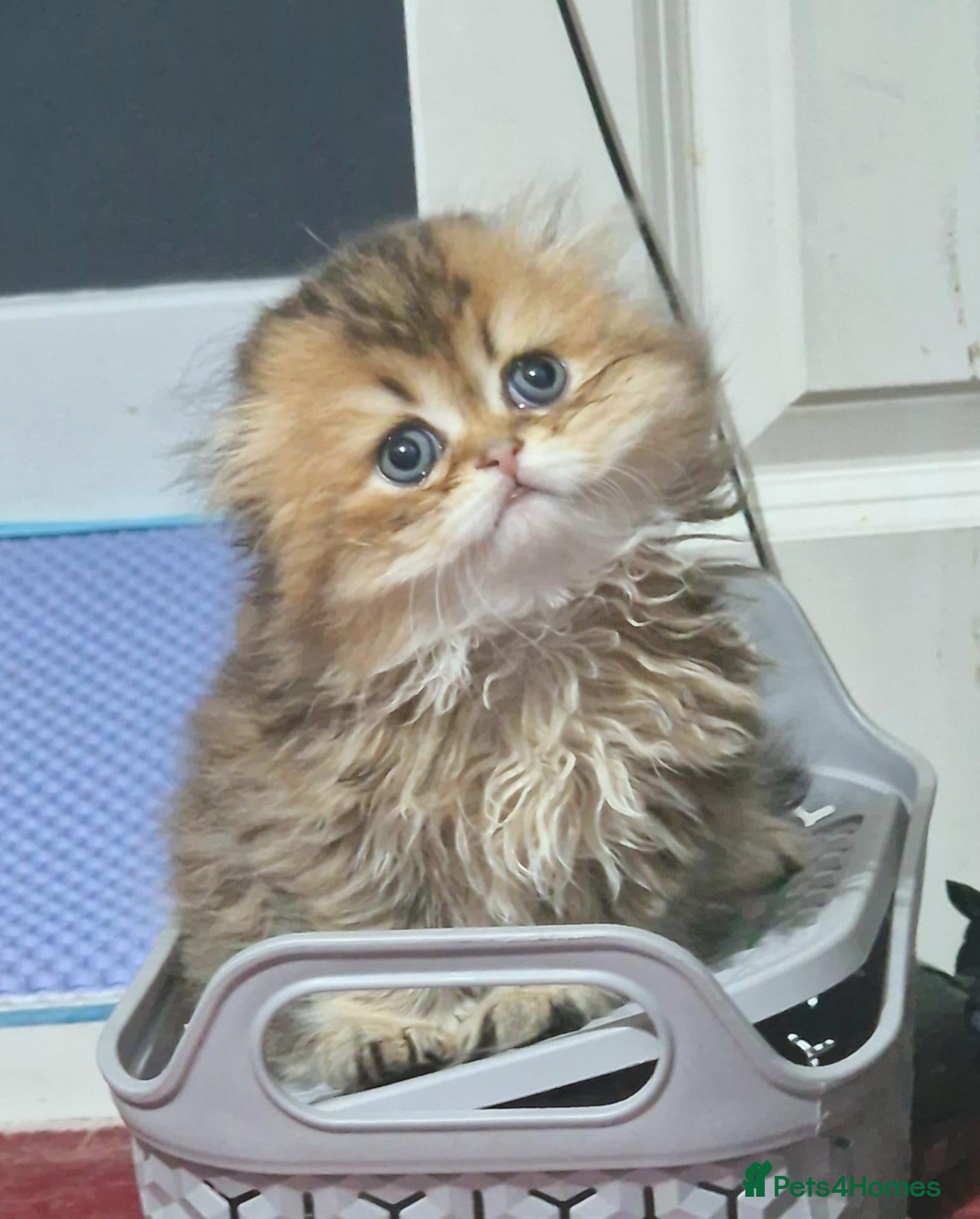 Scottish Fold cats Beautiful show quality scottish fold boys - Advert 2
