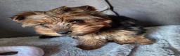 Yorkshire Terrier dogs for sale: Yorkshire Terrier Female Puppy - Advert 3