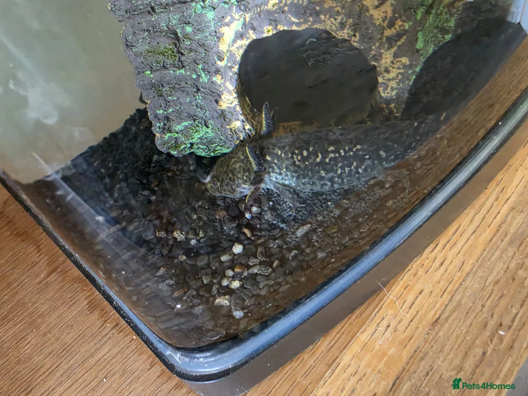 Axolotl reptiles for sale: 1 male 1 female  - Advert 2