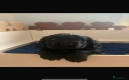 Cocker Spaniel dogs for sale: Gorgeous black boy looking for his forever family - Advert 6