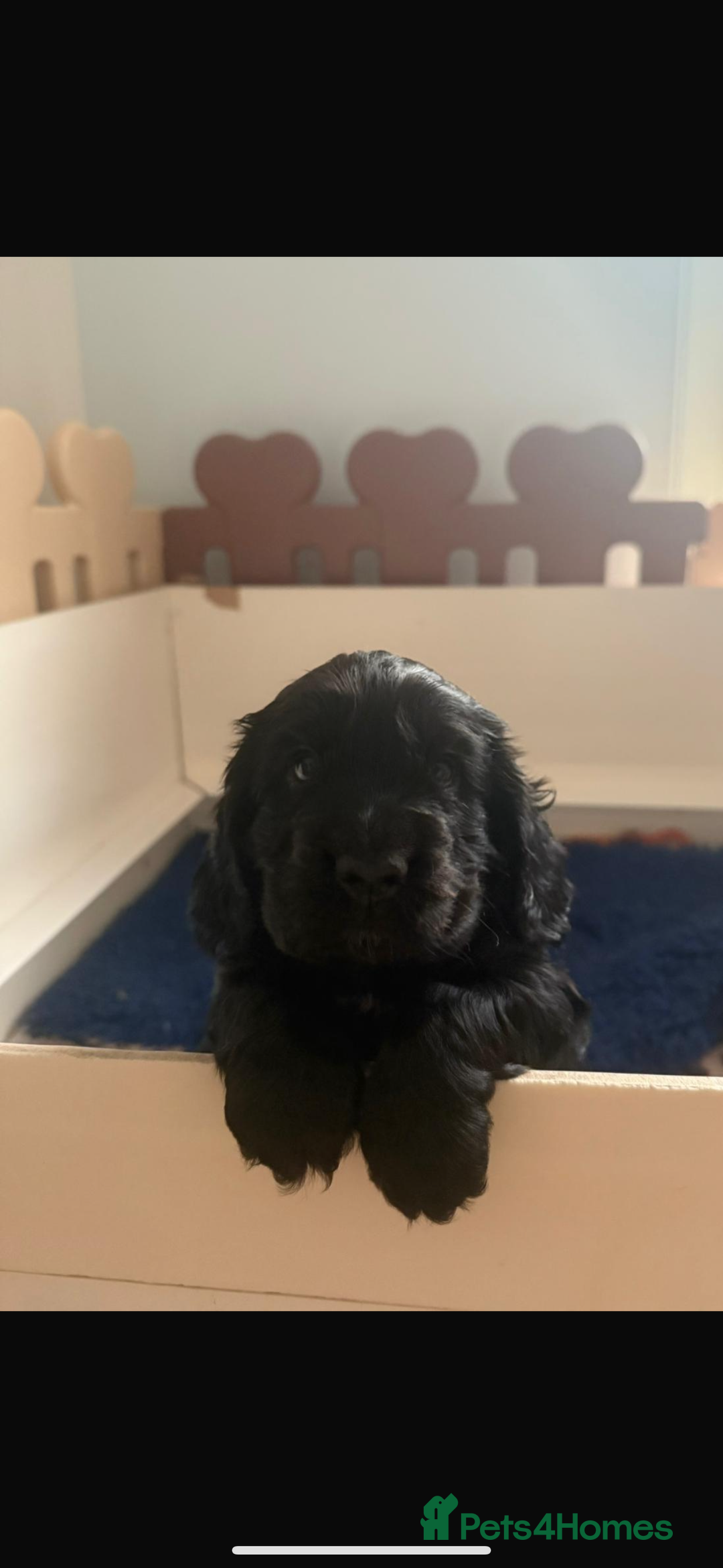 Cocker Spaniel dogs for sale: Gorgeous black boy looking for his forever family - Advert 6