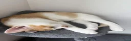 Mixed Breed cats for sale: 4 Beautiful 6 month old kittens in Hemel Hempstead - Advert 10