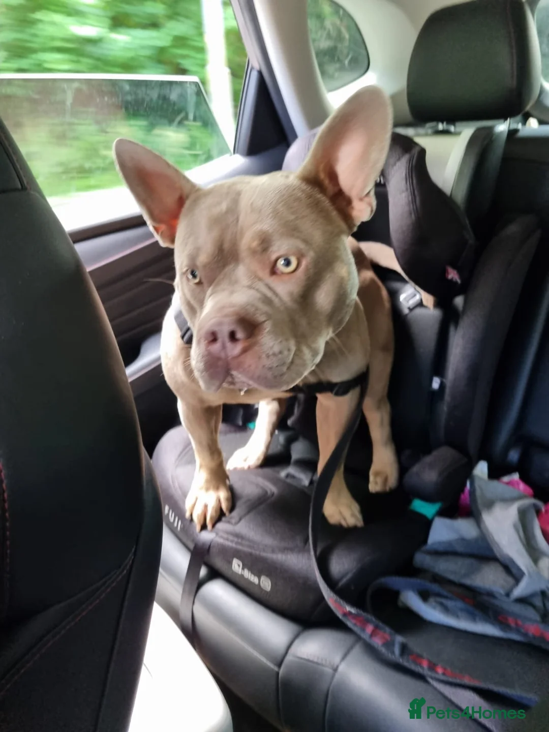 Mixed Breed dogs for sale: Blu the FRULLY - Advert 3