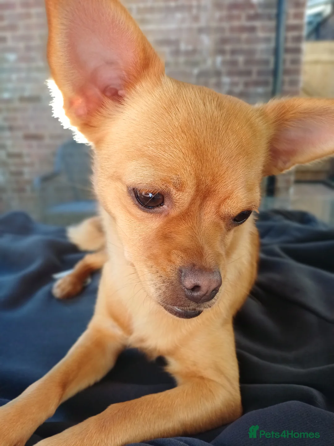 Mixed Breed dogs for sale: I'm Looking for my forever home - Advert 1