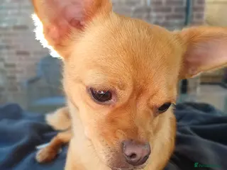 Mixed Breed dogs I'm Looking for my forever home - Advert 5