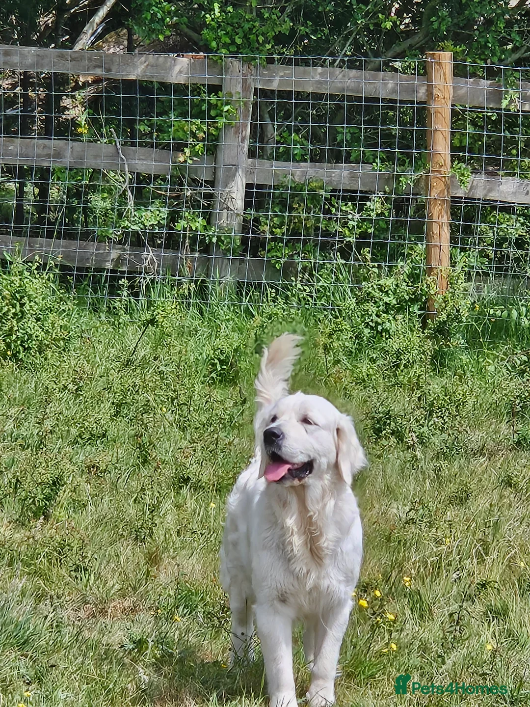 Golden Retriever dogs for sale: Looking for a new home - Advert 6