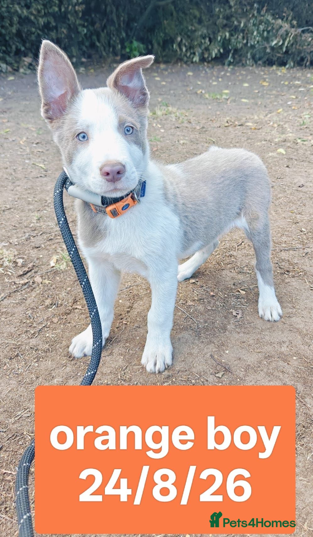Border Collie dogs KC registered Border collie pups for sale - Advert 2