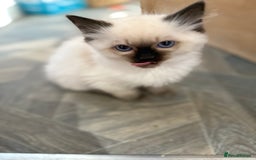 Ragdoll cats for sale: GCCF Registered seal point kittens - Image 8