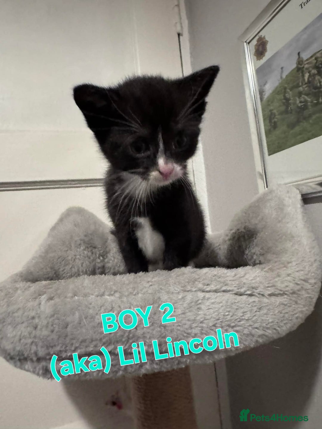 Mixed Breed cats for sale: Tonkinese cross kittens - Advert 3