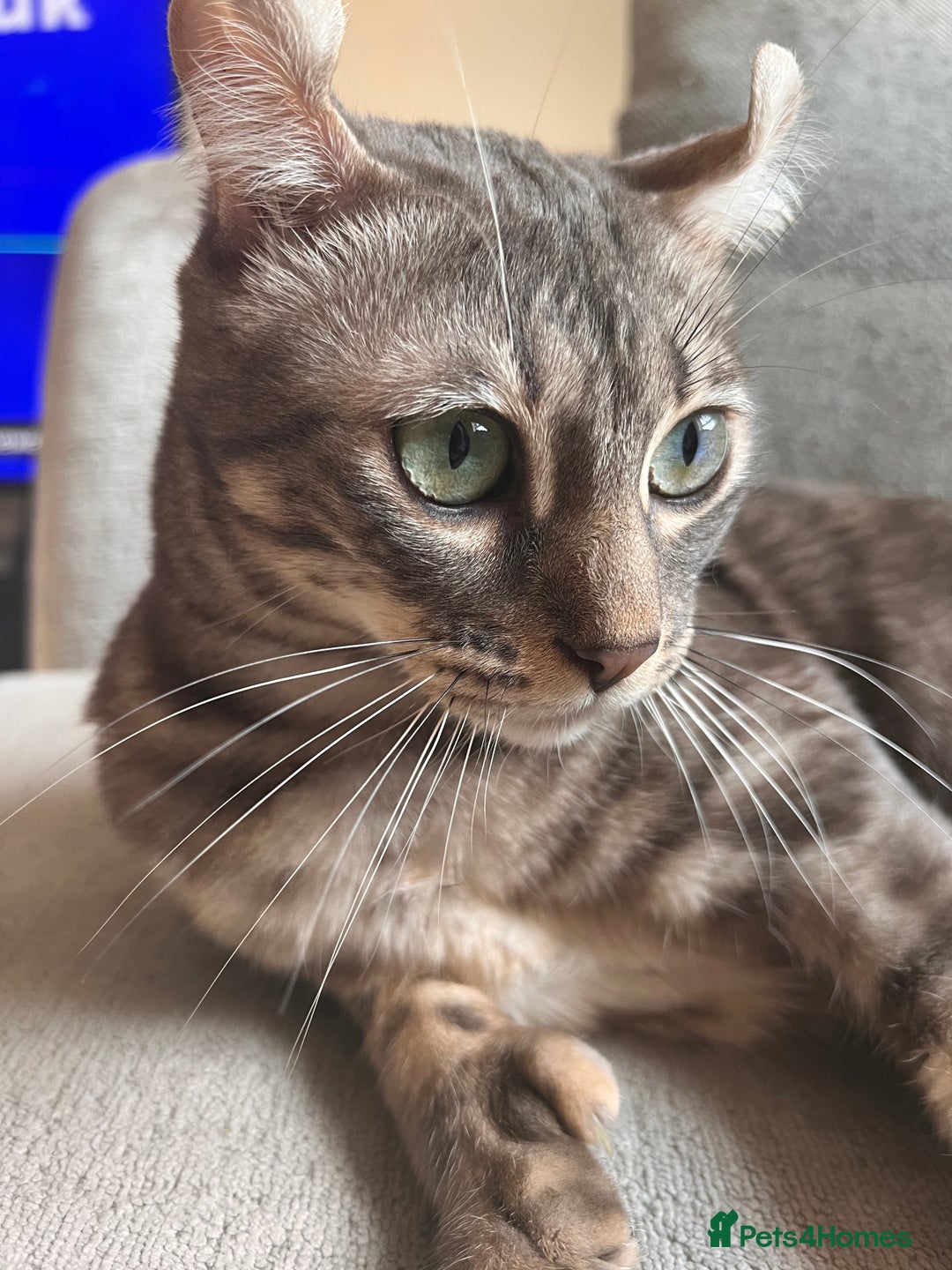 Keetso cats for sale: Affectionate Keetso Ready for His Forever Home - Image 5