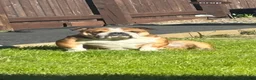 English Bulldog dogs for sale: Female Bulldog Standard  - Advert 2