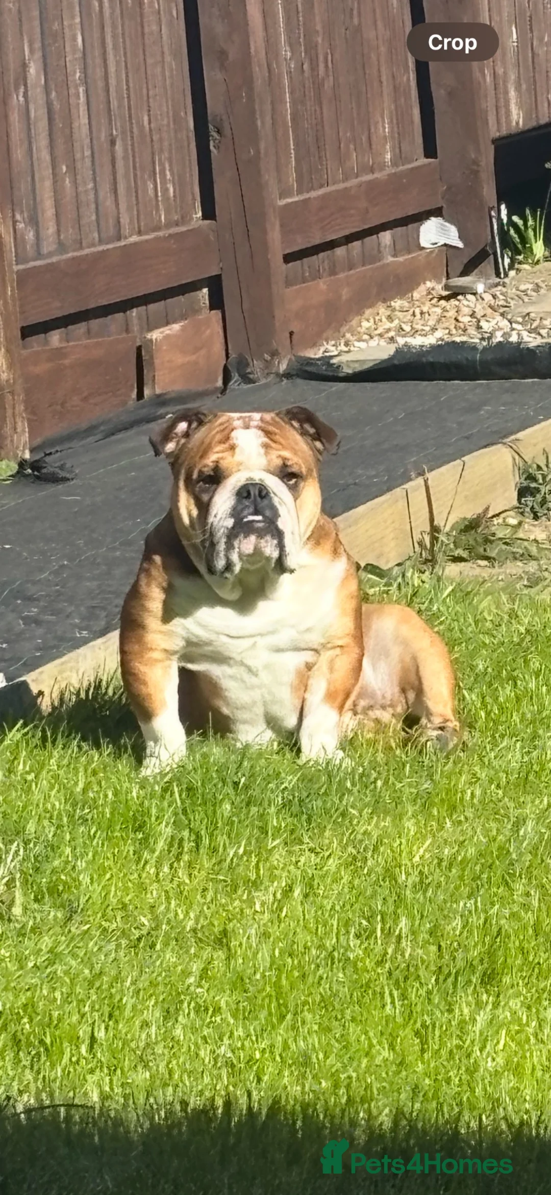 English Bulldog dogs for sale: Female Bulldog Standard  - Advert 2