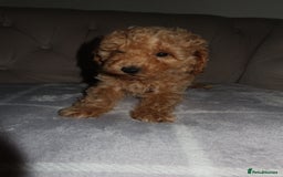 Toy Poodle dogs for sale: Toy poodle puppy - Image 15