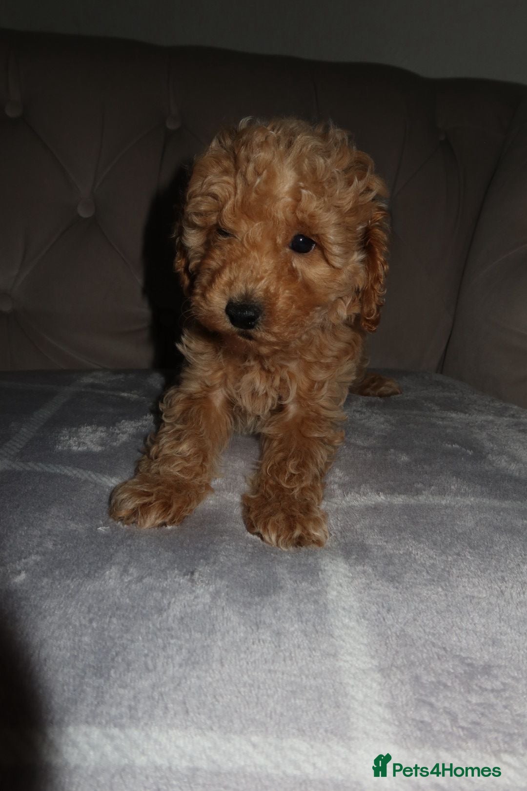 Toy Poodle dogs for sale: Toy poodle puppy - Image 15