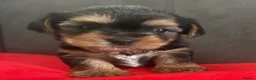 Yorkshire Terrier dogs for sale: Yorkshire Terrier  - Advert 8