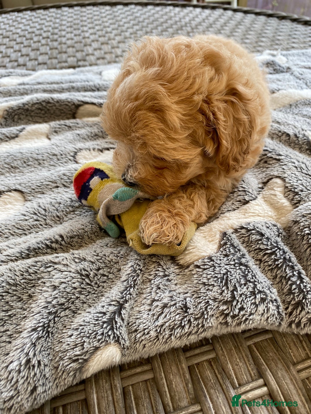 Maltipoo dogs for sale: Beautiful Apricot Maltipoo puppies. - Image 3
