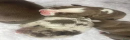 American Bully dogs for sale: 4 ABKC unreal bully’s - Advert 15