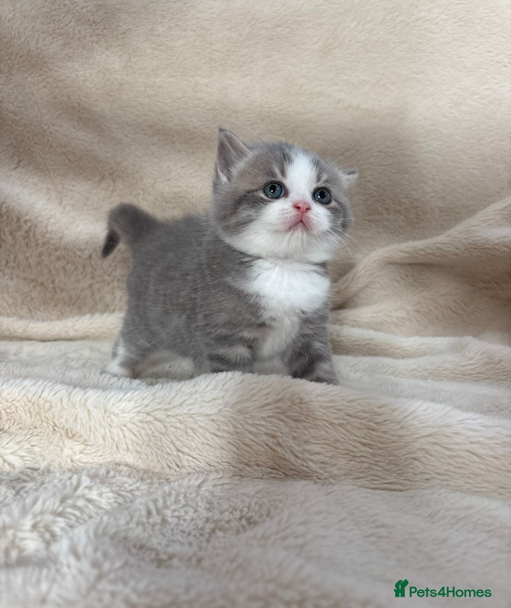 British Shorthair cats Beautiful British Shorthair Kittens Available  - Advert 2