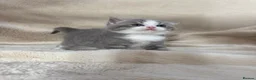 British Shorthair cats for sale: Beautiful British Shorthair Kittens Available  - Advert 2