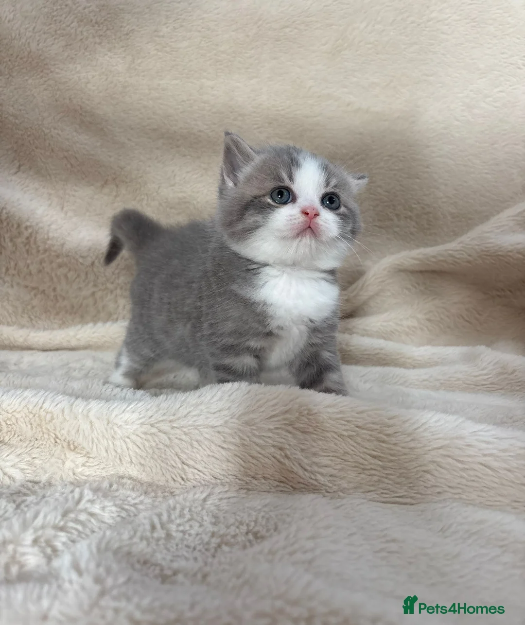 British Shorthair cats for sale: Beautiful British Shorthair Kittens Available  - Advert 2